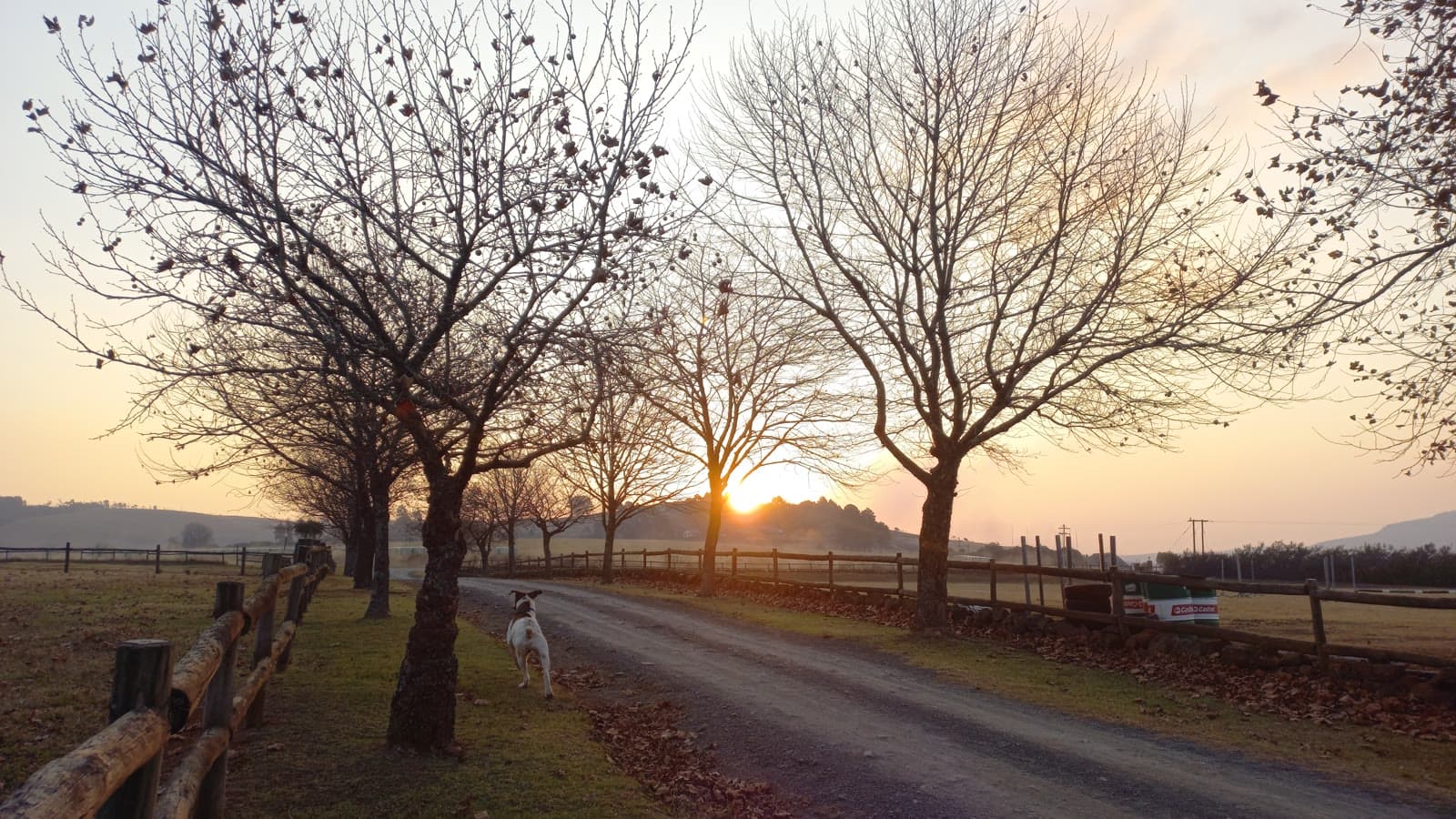 A farm road lined with bare trees at sunset